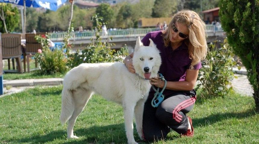 Maganda Kurşunuyla Ayağını Kaybeden Sibirya Kurdu Hayata Tutundu