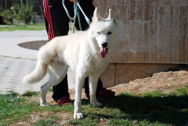 Maganda Kurşunuyla Ayağını Kaybeden Sibirya Kurdu Hayata Tutundu