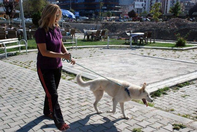 Maganda Kurşunuyla Ayağını Kaybeden Sibirya Kurdu Hayata Tutundu