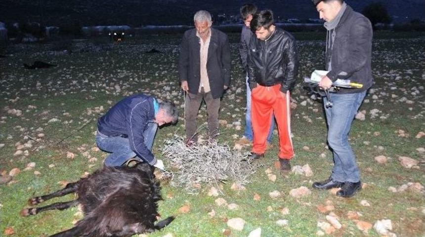 Demre&rsquo;de Ke&ccedil;iler Telef Oldu