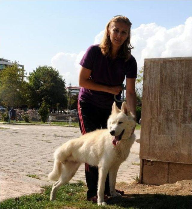 Ayağından Vurulan 'jan'a Hayvanseverler Sahip Çıktı