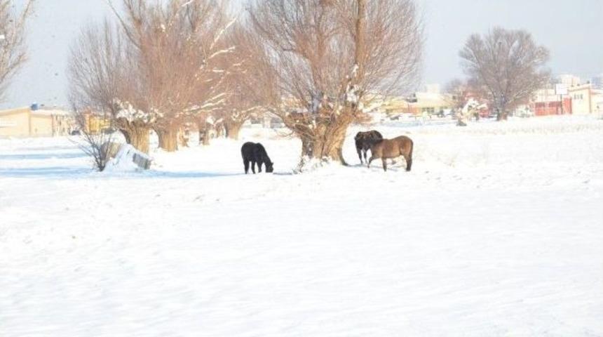 Erciyes Dağı İle B&uuml;t&uuml;nleşen Yılkı Atlarına Melikgazi&rsquo;den Yaşam Desteği