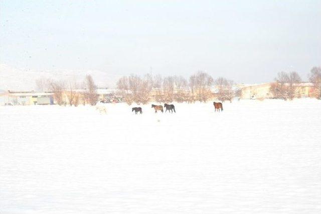 Erciyes Dağı İle Bütünleşen Yılkı Atlarına Melikgazi’den Yaşam Desteği