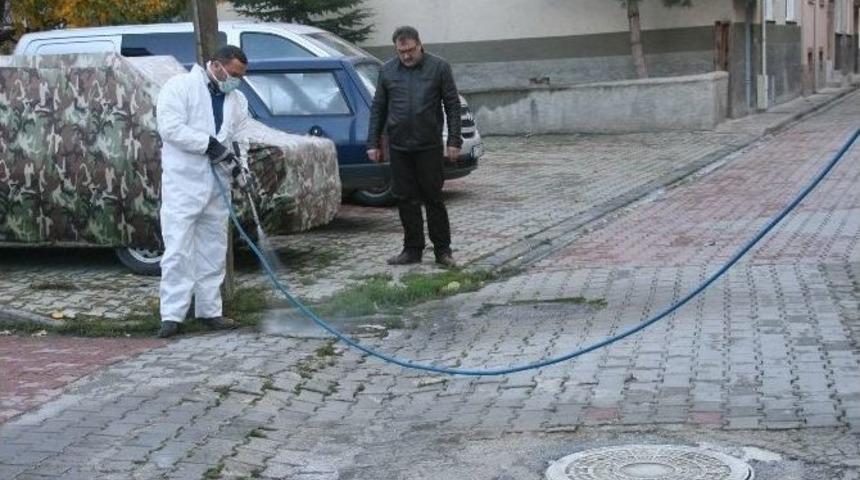 Boz&uuml;y&uuml;k&rsquo;te Larva M&uuml;cadelesi