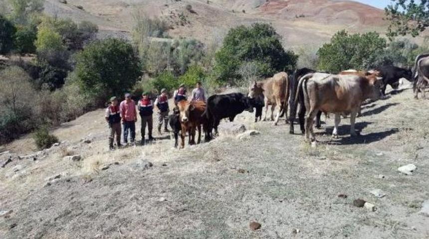 Kaybolan 19 B&uuml;y&uuml;kbaş Hayvanı Jandarma Buldu