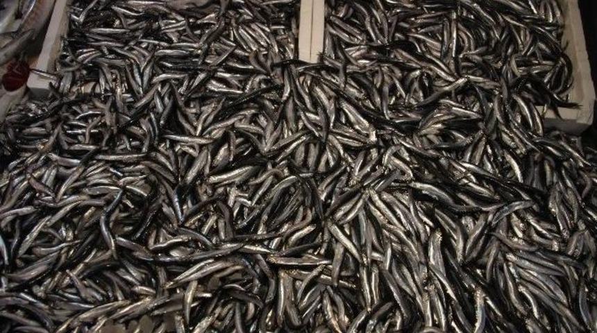 Balık&ccedil;ının Y&uuml;z&uuml;n&uuml; Karadeniz Hamsisi G&uuml;ld&uuml;r&uuml;yor