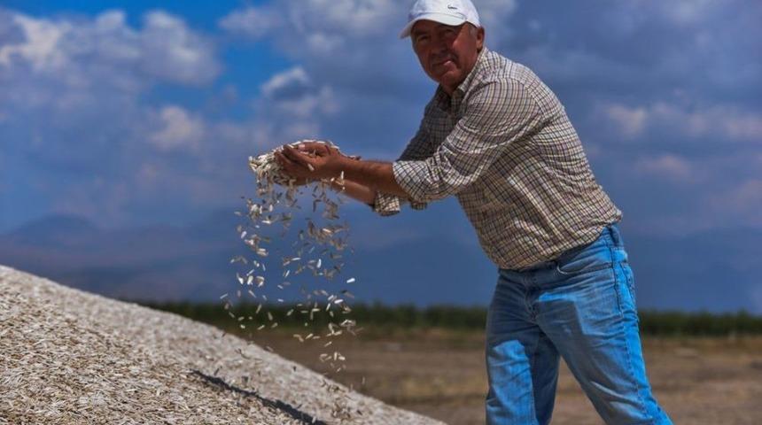 Kayseri&rsquo;de Ay &Ccedil;ekirdeği Hasadı Başladı