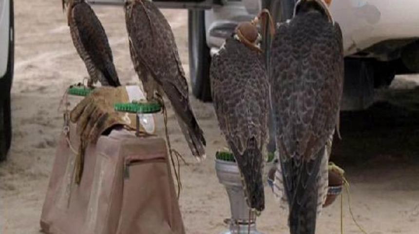 Apaplar, G&uuml;vercinleri Şahinlere B&ouml;yle Yem Ediyor