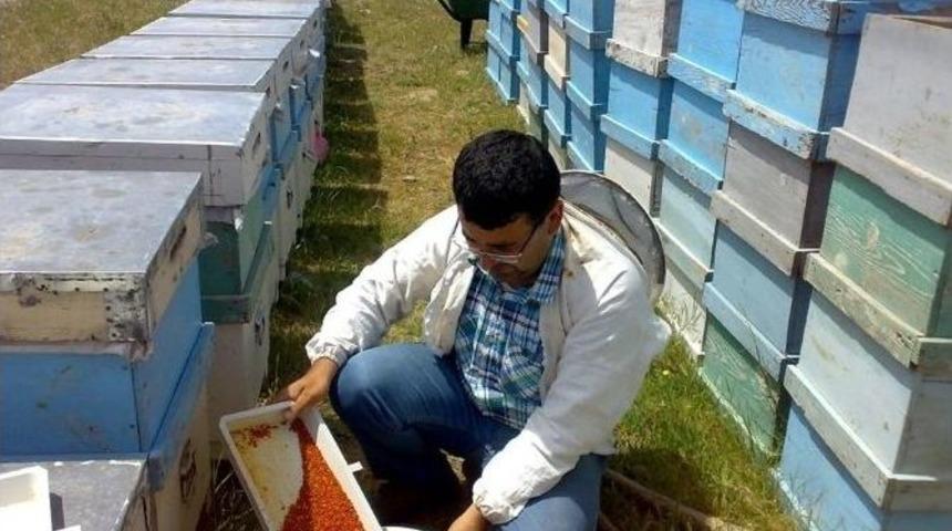 Aydınlı Arıcılar Polen İthalatını Engellemek İ&ccedil;in &Uuml;retime Ağırlık Verdi