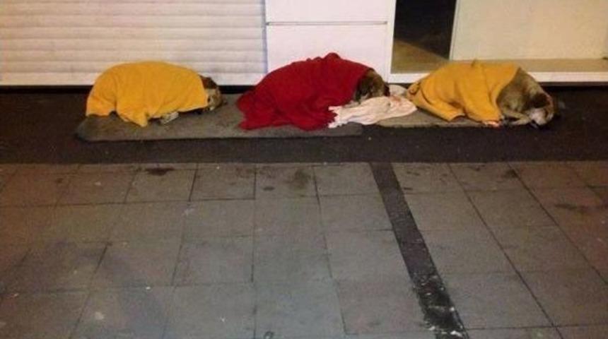İzmirliler, &Uuml;ş&uuml;yen Sokak K&ouml;peklerinin &Uuml;zerini Battaniyeyle &Ouml;rtt&uuml;
