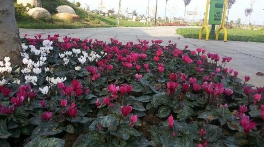 Trabzon&rsquo;un G&uuml;zelleştirilmesi İ&ccedil;in 350 Bin &Ccedil;i&ccedil;ek Dikilecek