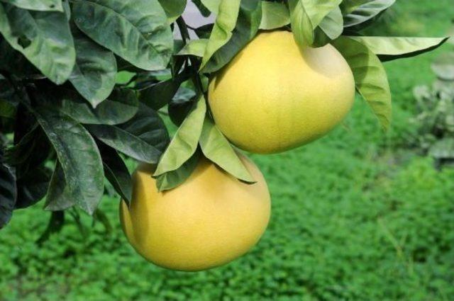 Turunçgillerin en büyüğü antalya da 1