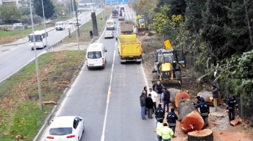 Kesilen Ağa&ccedil;lar Fakirlere Yakacak Olacak