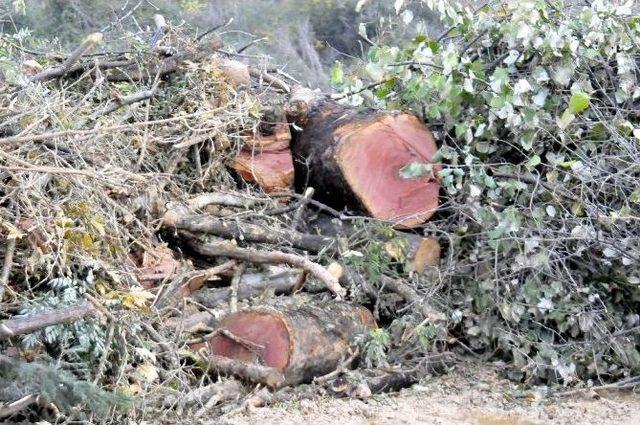 Kesilen Ağaçlar Fakirlere Yakacak Olacak