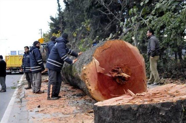 Kesilen Ağaçlar Fakirlere Yakacak Olacak