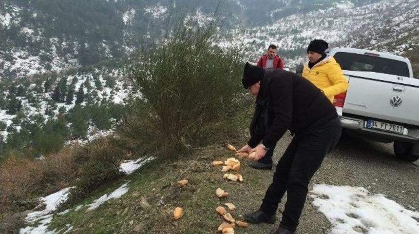 Yabani Hayvanlara Yiyecek Takviyesi