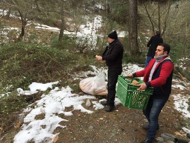 Yabani Hayvanlara Yiyecek Takviyesi