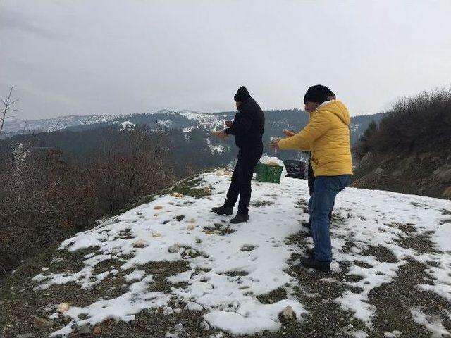 Yabani Hayvanlara Yiyecek Takviyesi