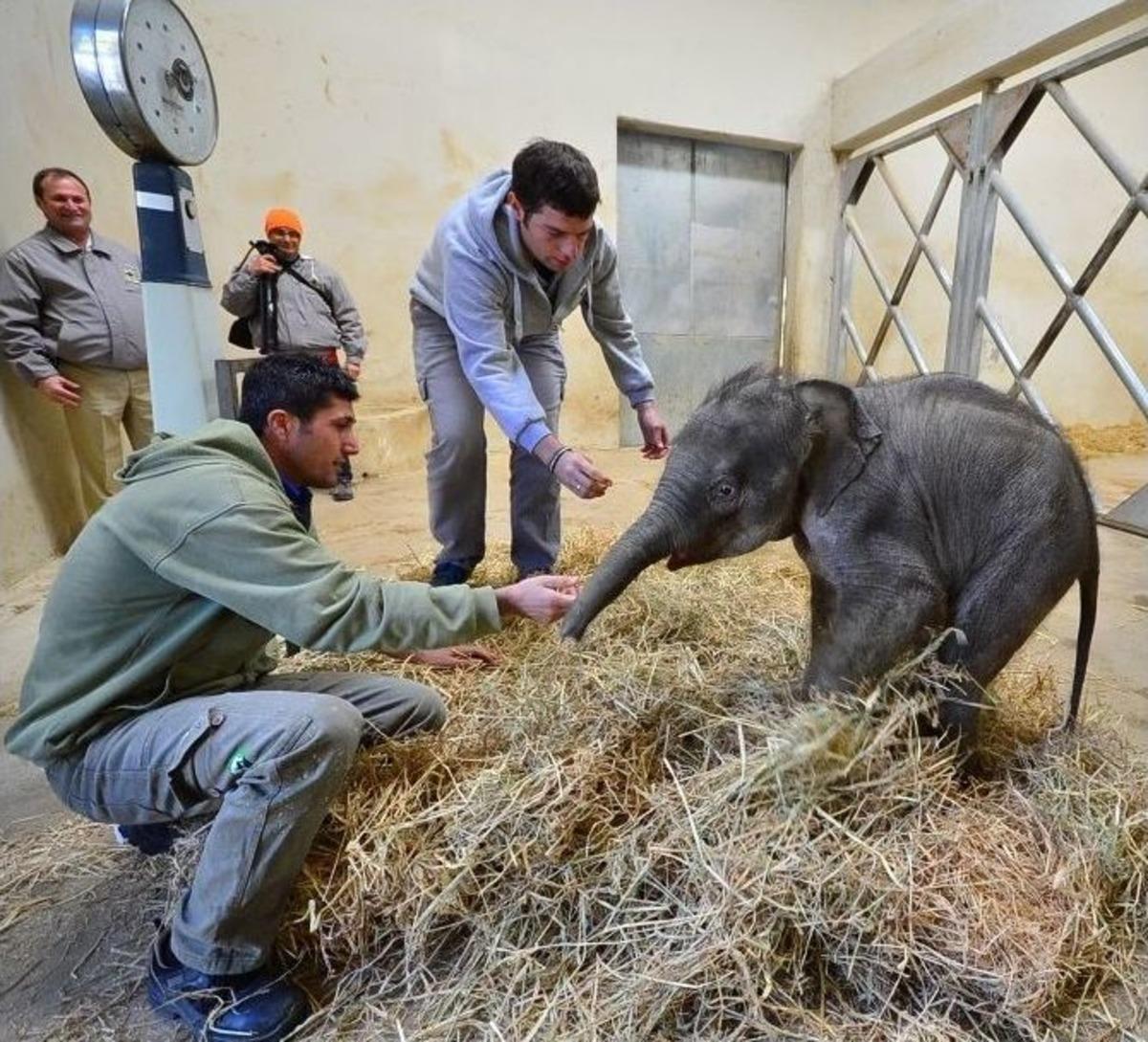 156 Kiloluk &lsquo;minik Fil&rsquo;