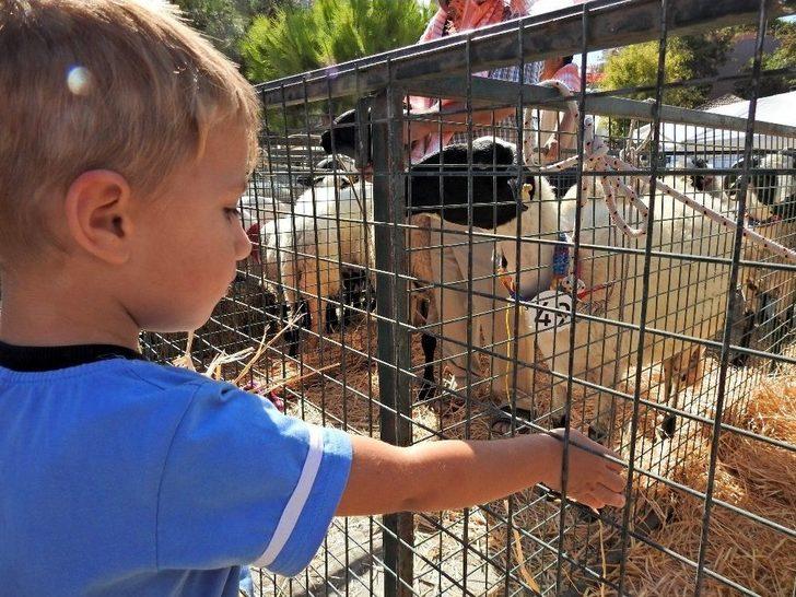 3. Ovacık Tarım Ve Sakız Koyunu Şenliği Sona Erdi G1