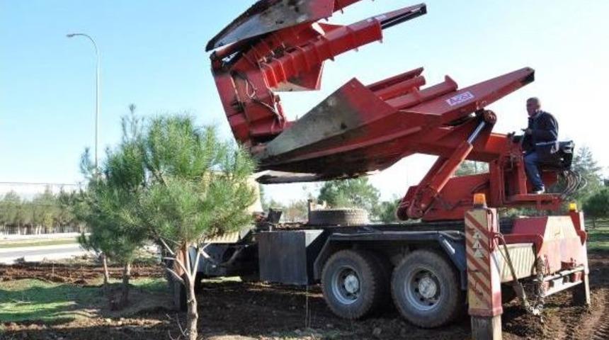 İslahiye'de s&ouml;k&uuml;len ağa&ccedil;lar ref&uuml;jlere dikiliyor