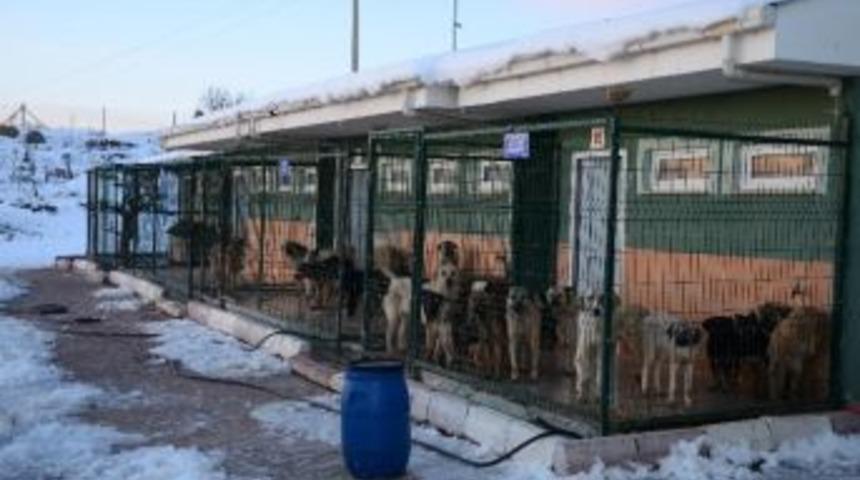 Sokak Hayvanlarına Belediye Şefkati