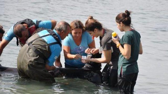 Kuyruğundan Yaralı Yunus Tedavi Edilerek Denize Bırakıldı