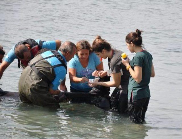 Kuyruğundan Yaralı Yunus Tedavi Edilerek Denize Bırakıldı