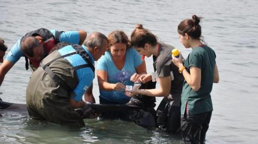 Kuyruğundan Yaralı Yunus Tedavi Edilerek Denize Bırakıldı