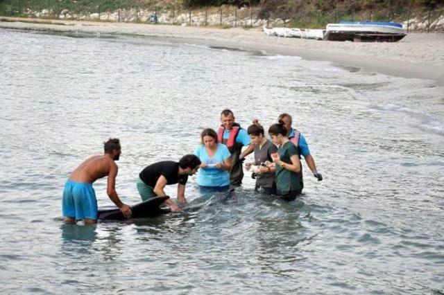 Kuyruğundan Yaralı Yunus Tedavi Edilerek Denize Bırakıldı