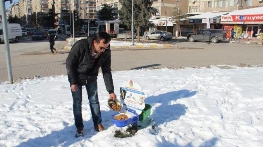 Kar Sokak Hayvanlarını Vurmayacak