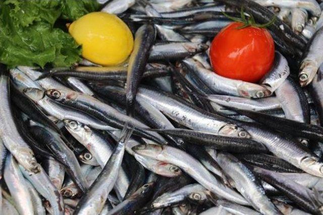 Karadeniz'de Sıcaklık, Balıkçıları Vurdu