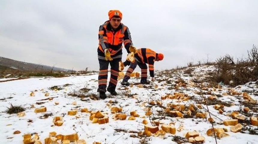 Şehitkamil&rsquo;den Sokak Hayvanlarına Yardım Eli