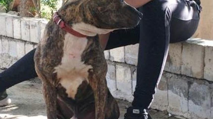 Atına Saldıran K&ouml;peği Otomobili Ile Ezdi