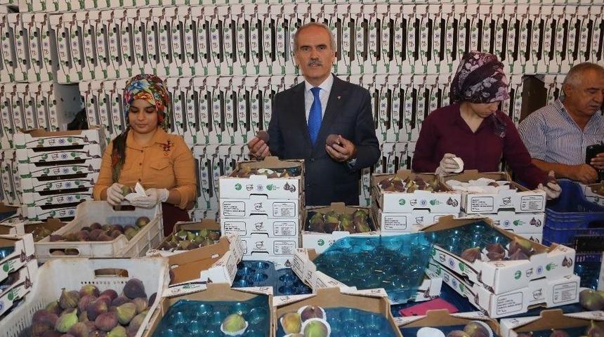 Bursa Siyah İnciri Uzakdoğu Pazarında