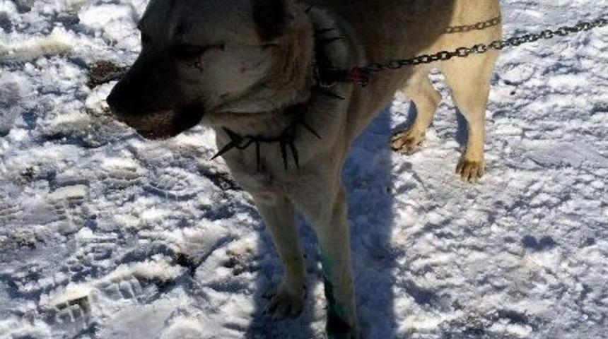 Yaralı &Ccedil;oban K&ouml;peğine Barınma Evi Sahip &Ccedil;ıktı