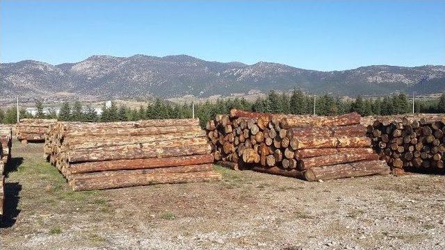 Bucak Orman İşletmeden Rekor Üretim