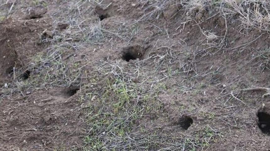 &Ccedil;ift&ccedil;inin Fare &Ccedil;ilesi