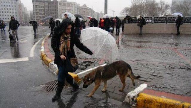 Sokak Köpeğine Şemsiye Tuttu