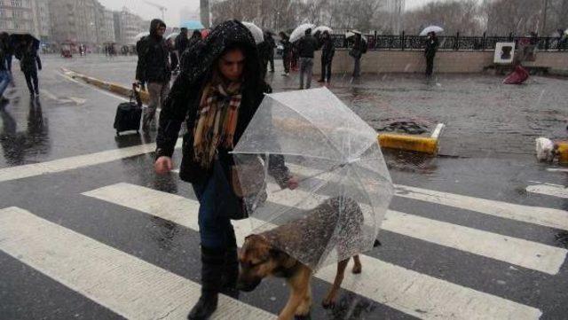 Sokak Köpeğine Şemsiye Tuttu