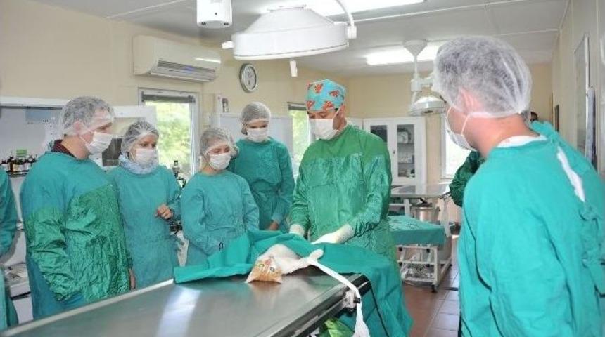 Sokak Hayvanları Sahipsiz Kalmadı