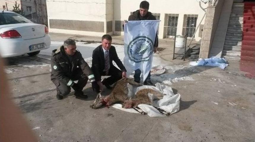 Yaban Ke&ccedil;isi Avcılarına 24 Bin Tl. Tazminat Cezası