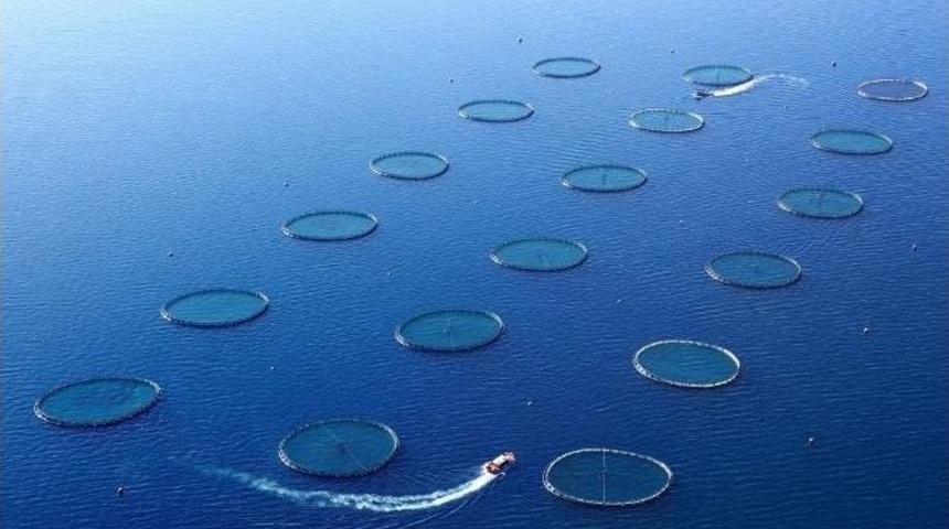 Bodrumlu Balık&ccedil;ılık Firması İhracat Şampiyonu Oldu