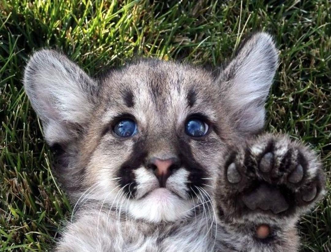 Yavru Pumalar Hayvanat Bah&ccedil;esinde İlgi Odağı Oldu