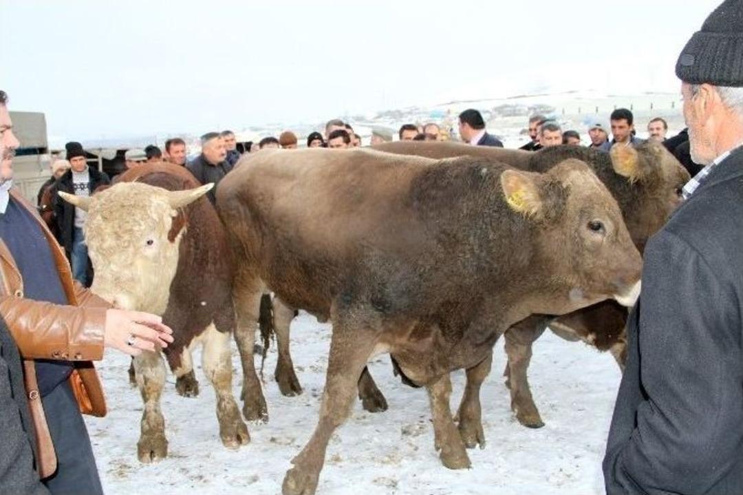 Ardahan&rsquo;da Canlı Damızlık Boğa Desteği Projesi