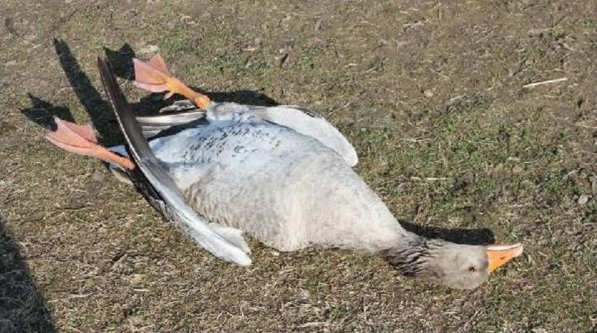 Hayvan Hakları &Ccedil;iftliğindeki Kaz Ve &Ouml;rdekleri T&uuml;fekle Vurup &Ouml;ld&uuml;rd&uuml;ler