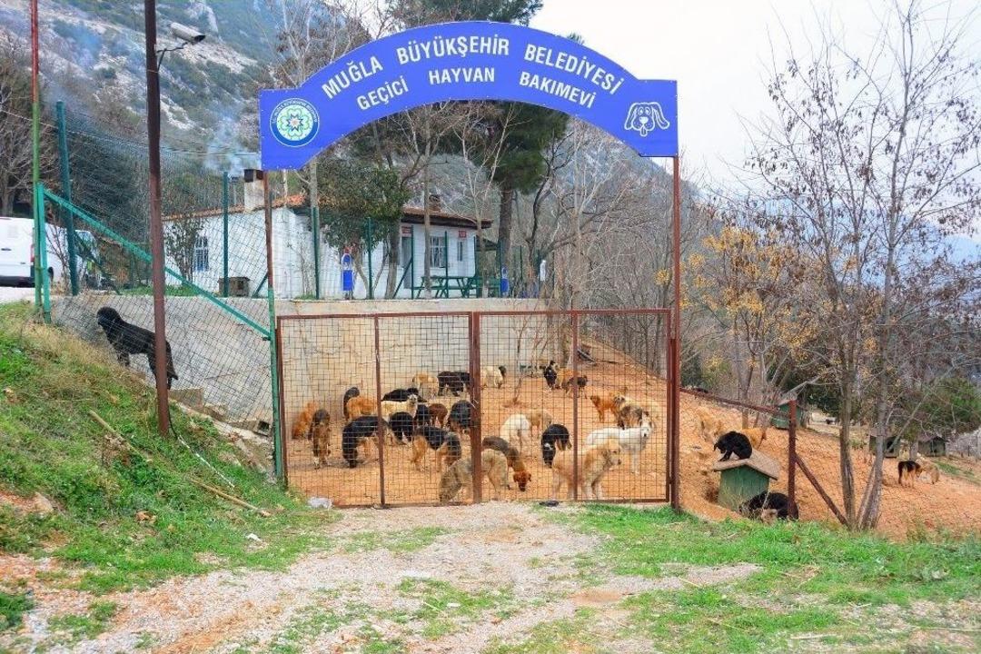 Sahipsiz Dostlar B&uuml;y&uuml;kşehir G&uuml;vencesinde