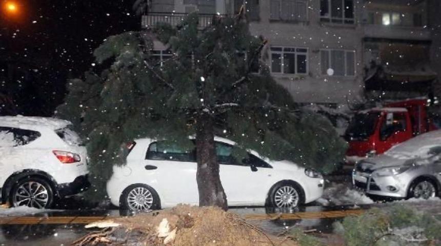 Yalova'da Kar Yağışı (2)