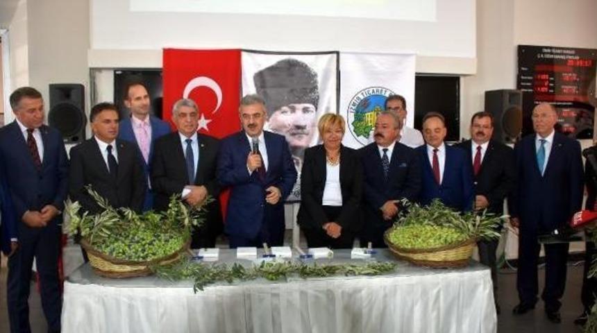 Sezonun Ilk Zeytini Kırıldı