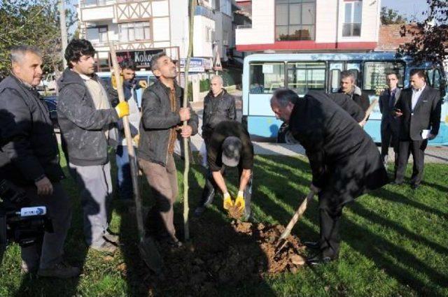 Yalova’da kavşak için kesilen ağaçlar muhtaçlara yakacak verilecek (2)